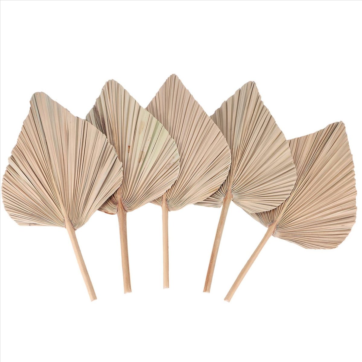 NOCM Dried Palm Leaves Room De - Palm Leaf Dried บทวิจารณ์และราคา