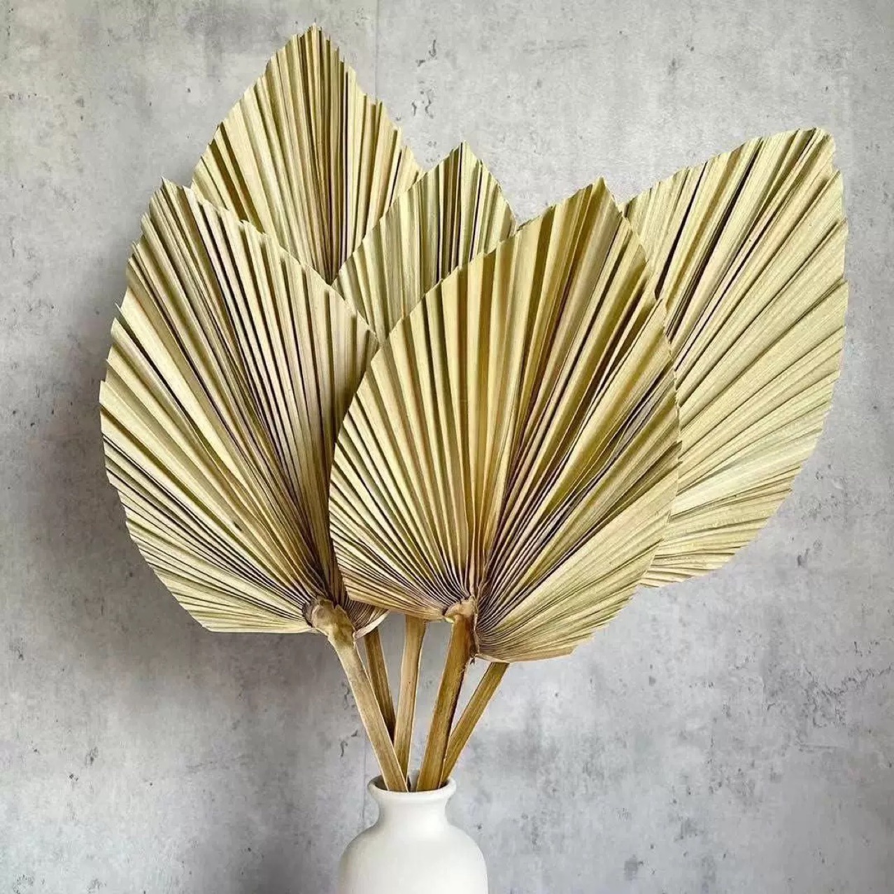 3 PCS Natural Dried Palm Leave - Palm Leaf Dried บทวิจารณ์และราคา