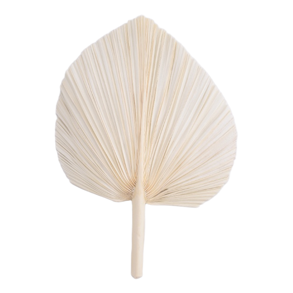 Qualitative Large White Dried  - Palm Leaf Dried บทวิจารณ์และราคา