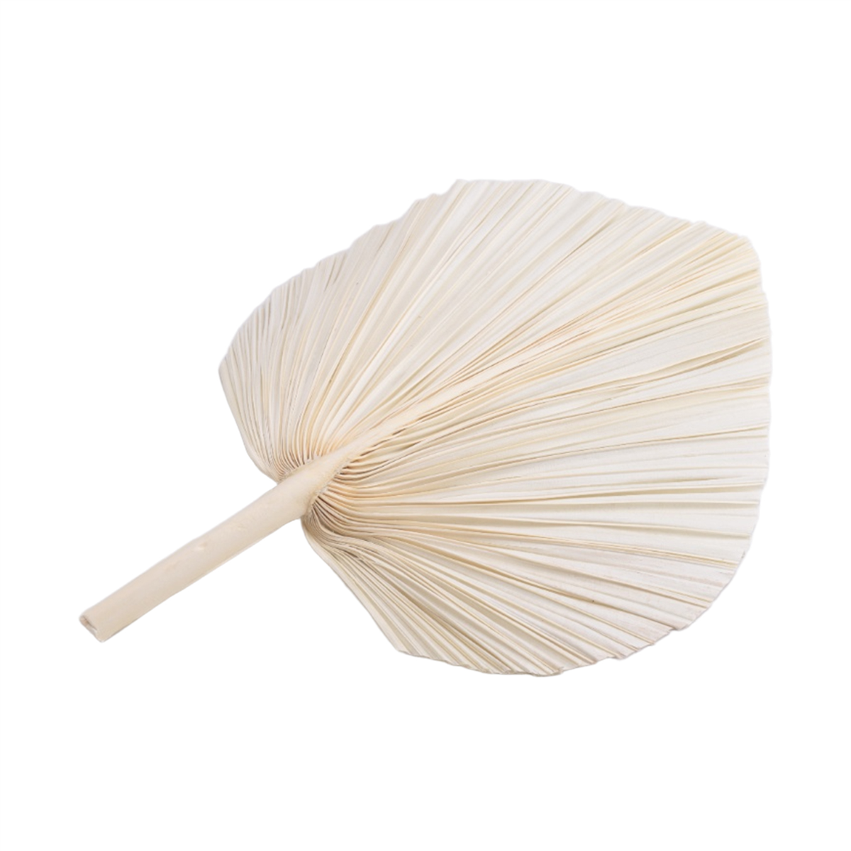 Qualitative Large White Dried  - Palm Leaf Dried บทวิจารณ์และราคา