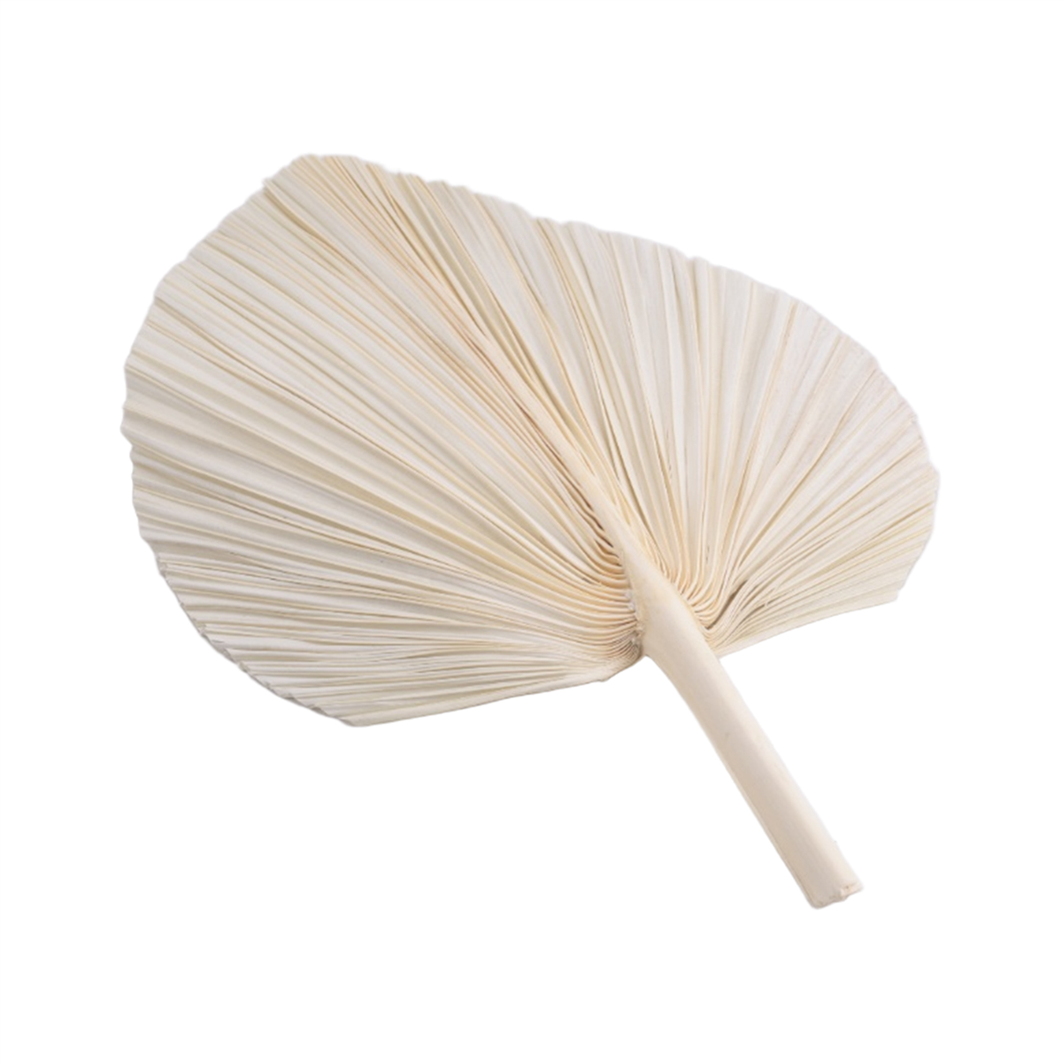 Qualitative Large White Dried  - Palm Leaf Dried บทวิจารณ์และราคา