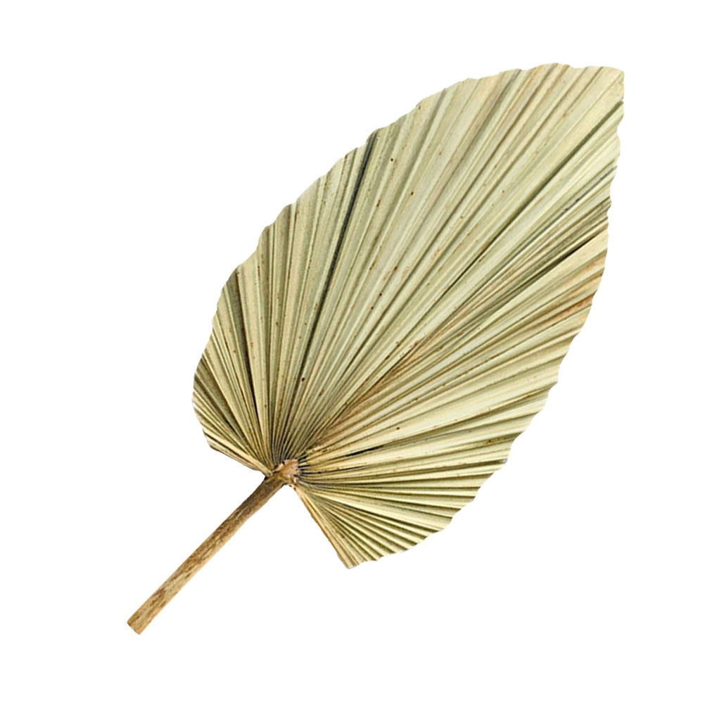 1Pcs Natural Dried Palm Leaf O - Palm Leaf Dried บทวิจารณ์และราคา