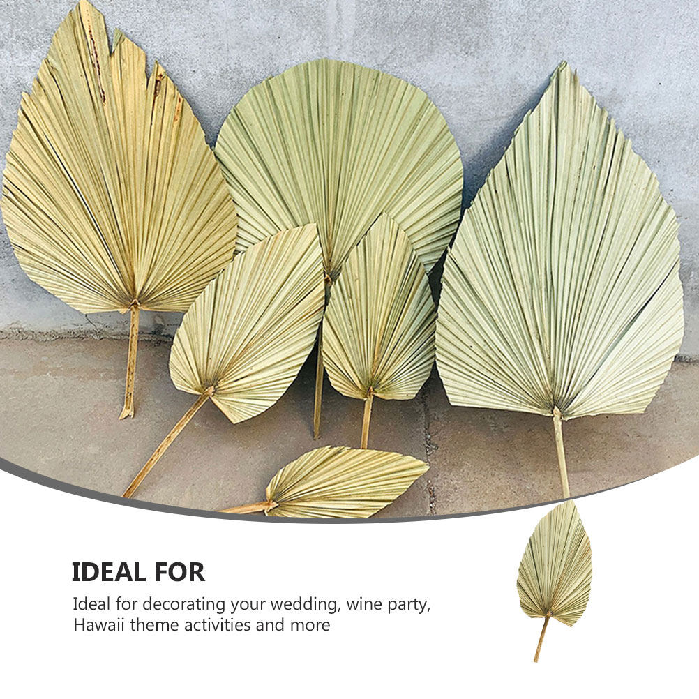 1Pcs Natural Dried Palm Leaf O - Palm Leaf Dried บทวิจารณ์และราคา