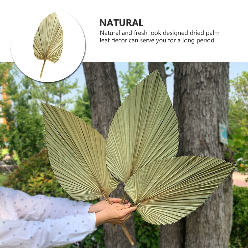 1Pcs Natural Dried Palm Leaf O - Palm Leaf Dried บทวิจารณ์และราคา