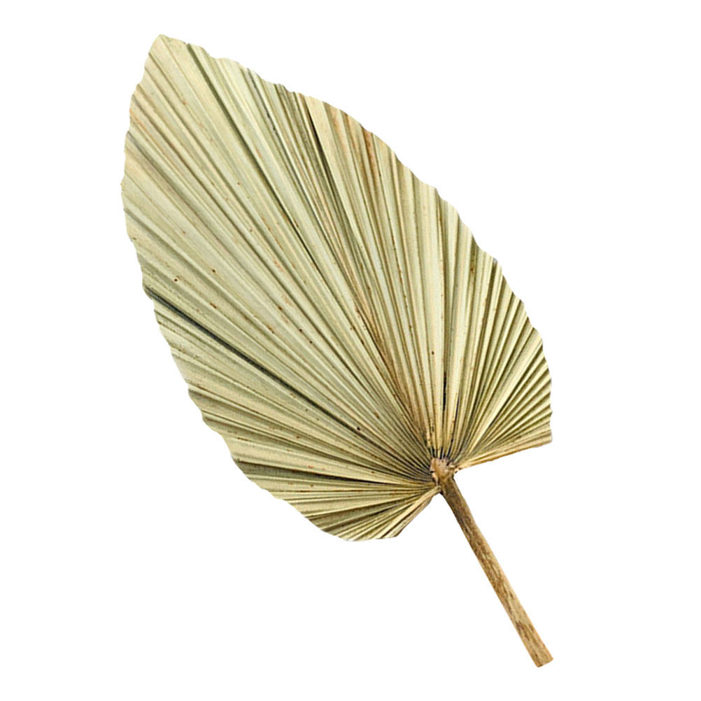 1Pcs Natural Dried Palm Leaf O - Palm Leaf Dried บทวิจารณ์และราคา