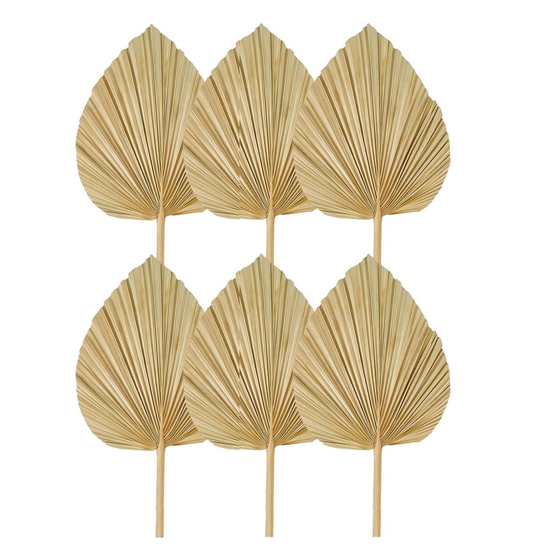 New 6PCS Dried Palm Leaves Nat - Palm Leaf Dried บทวิจารณ์และราคา