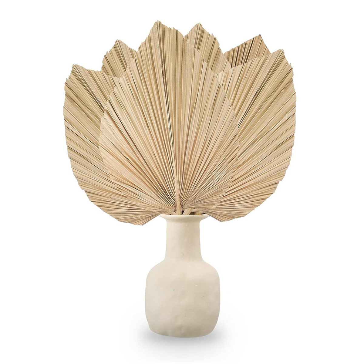 New 6PCS Dried Palm Leaves Nat - Palm Leaf Dried บทวิจารณ์และราคา