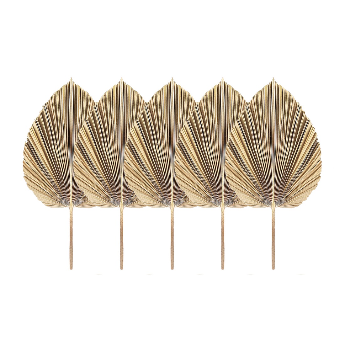 5Pcs Natural Dried Palm Leaves - Palm Leaf Dried บทวิจารณ์และราคา